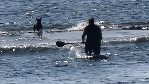 HM Coastguard Cleethorpes Paddleboarder approaching dog in sea