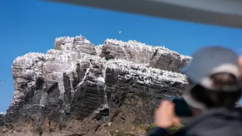 Alderney Wildlife Trust Gannets