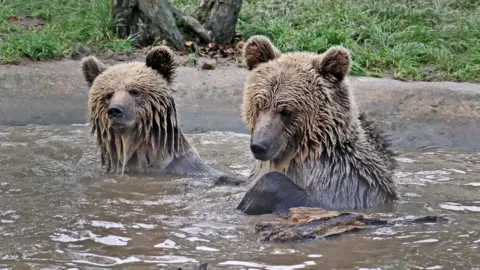 Wildwood Trust Mish and Lucy are seen in the water at the park