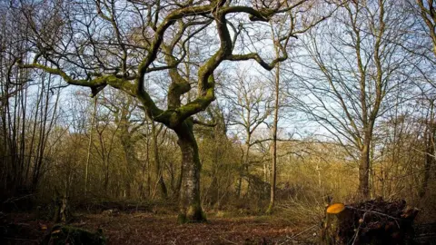 Owain Shaw A woodland in autumn, trees without leaves with one, larger older tree in the middle as the focus and some piles of branches at the edge.