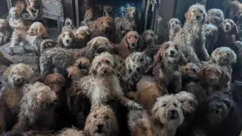 RSPCA About 20 different poodle-cross dogs, all with shaggy coats in various shades of grey, white and tan, are seen crowded into one living space. One dog is seen howling, and another is seen sitting in what looks like a wood burner