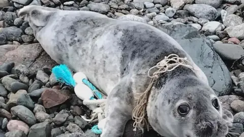 A grey seal with netting around its neck. The seal is laying on rock on the beach. It has big black eyes.
