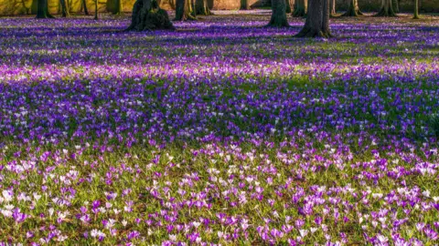 HUGH MAXWELL Crocuses on the ground in a garden. There is green grass covering the ground. There are a large number of lilac coloured flowers extending across the image. In the background is the bottom of several trees.