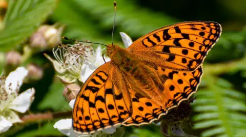 Dom William, Butterfly Conservation Close-up of a High Brown Fritillary butterfly with bright orange wings and black spots, perched on a white bramble flower against a green leafy background