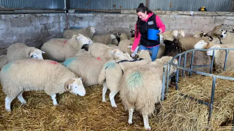 The shepherdess walks among her sheep in a barn with straw on the ground. She is offering them some food out of a blue bucket.