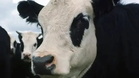 BBC A close up of a black cow with white face and black ears and patches round its eyes. There are more similar cattle in the background.