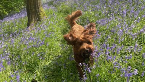 puppy Mabel enjoyed frolicking among the flowers at Balfron in Stirlingshire.