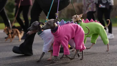 PA Media Dogs arriving for Crufts - these four have dark brown fur and each wear a different coloured, artificial coat with ridges on the back like a dinosaur.
