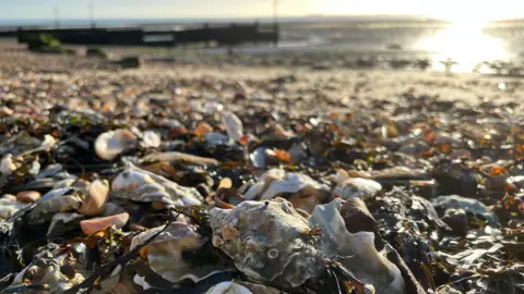 Kerang tiram di latar depan yang dikelilingi oleh rumput laut di pantai dengan garis pantai di kejauhan.