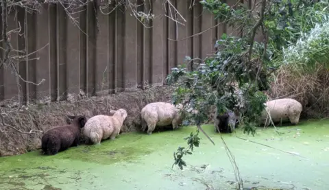 Essex County Fire and Rescue Service Four sheep in a river. The river bank is next to them with a brown metal quay-style barrier on it.
