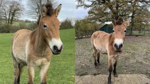 Rhiannon Wolff A collage of Przewalski's horses Shara and Togs at Marwell Zoo.