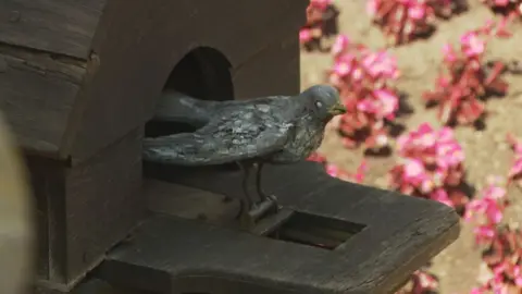 A close up of the wooden cuckoo, which is dark with a yellow beak.