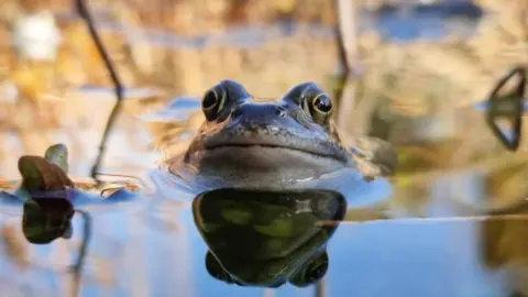 Jamie Legg A slimy frog poking it's head above the surface of water in a pond. The water around him is still and his face is reflected beneath him.