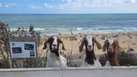 Three brown and white goats with their faces at the fence and Bournemouth's sandy beach and sea behind