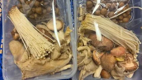 Towcester Community Larder A collection of mushrooms in boxes with plastic covering on them. 