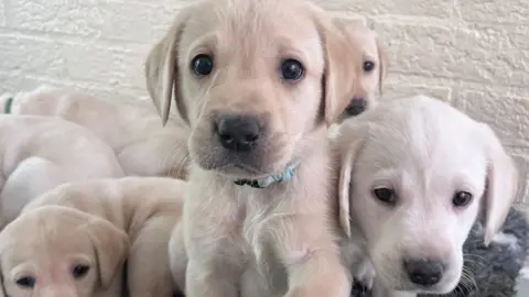 Surrey Police A labrador puppy looks at the camera, with five others visible in the photo including one with its head right alongside the central puppy. They are a very pale brown, almost white.