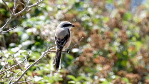 Mike King A grey bird with black long tail feathers photographed in a bush
