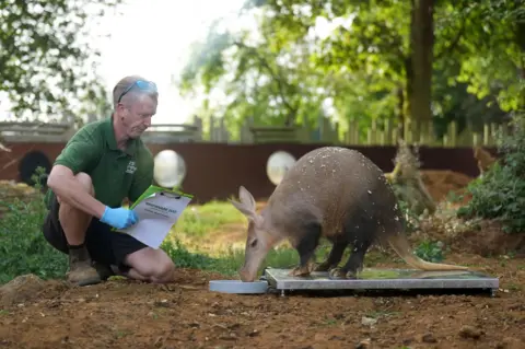 Joe Giddens/PA Media An aardvark named Dobby is weighed by keeper Olly Bosher 