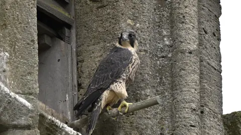 Mick Large Photography A peregrine falcon on a perch at the top of a church tower. The tower is grey and made of stone. It has a wooden doorway in it.