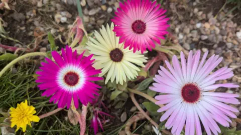 THURSDAY - Four Livingstone daisies in pink, purple and yellow alongside a dandelion with grass and shingle behind them