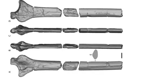 University of Portsmouth A black and white scan of pterosaur wing bones