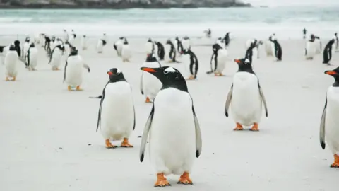 Family photo Penguins on the island