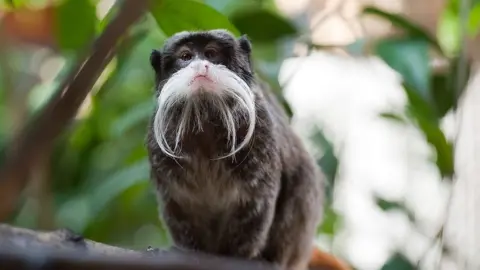 Emperor tamarin monkey