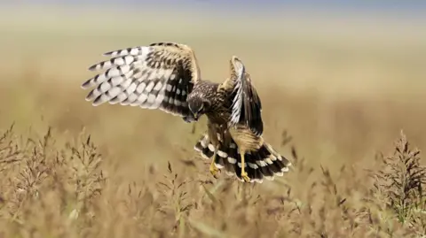 Roger Houghton Brown and white feathered hen harrier.