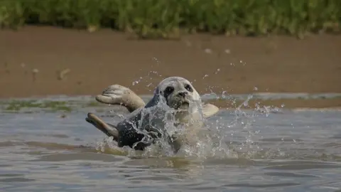 PA Media Seal in River Thames