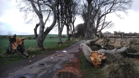 Bob McCallion Fallen trees at the Dark Hedges