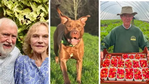 A composite image featuring a couple on the left, a dog running on a field and on the right a man in a green sweatshirt holding a tray of strawberries in punnets