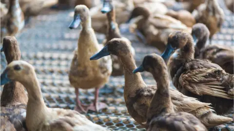 Getty Images Ducks on a farm