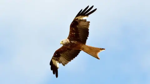 Getty Images Red kite