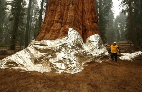 Getty Images During wildfires this year, the huge General Sherman tree was wrapped in protective insulation