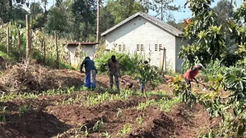 Mark Bee Tanzania farmers work on a strip of land with forest in the background