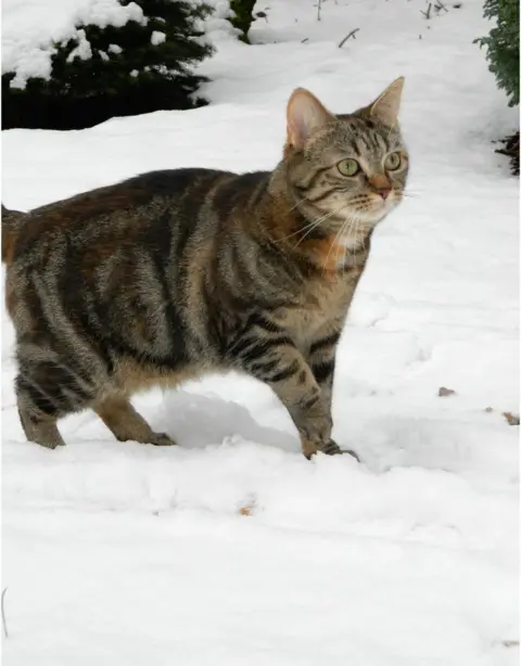 Minni the Cat Weather watcher Minni the Cat sent in this photo from Stepps in Lanarkshire