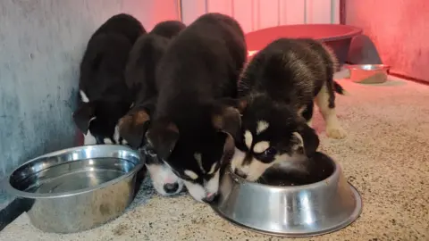 The abandoned puppies at Mid Ulster's Rehoming Centre for Dogs