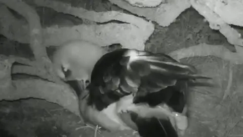 RSPB An albatross being attacked by a mouse on the Island of Gough in the South Atlantic.