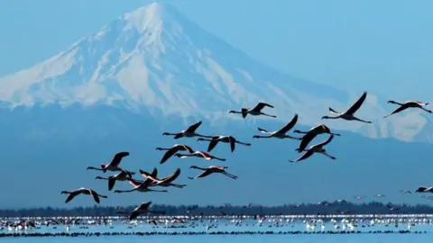 Tehran Times Miankaleh Nature Resrve, Iran