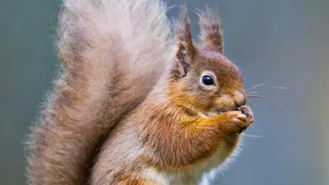 Red squirrel