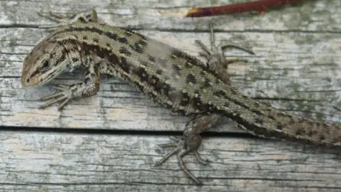 Leicestershire and Rutland Wildlife Trust a common lizard