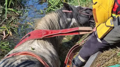 Corby Fire Station Horse in a river