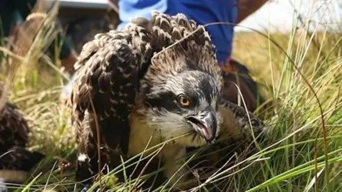 An Osprey stood on grass stares down the camera lens. It's stood on long-ish green grass. The Osprey is a mix of shades of brown. It's a sunny day.