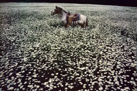 Paul McCartney Lucky Spot in Daisy Field - Sussex, 1985