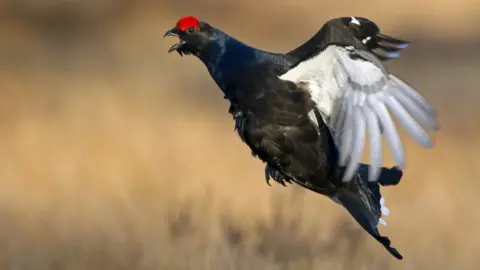 Getty Images Black grouse