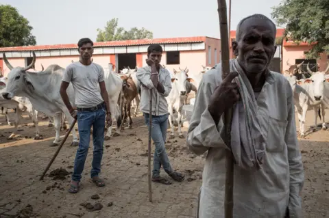 Getty Images (Enrico Fabian) A cow shelter in Ramgarh