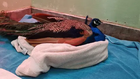 RSCPA Injured peacock