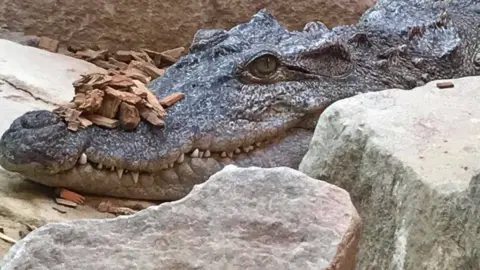 Other Hayley the Siamese crocodile