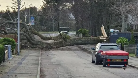 BBC Weather Watchers/ Bri Fallen tree in Aberdeen