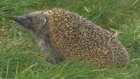 Scottish SPCA Zeppelin is now back in the wild